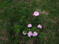 rosas rosedal prado montevideo uruguay macro