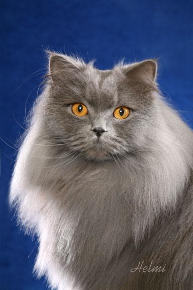 31 HQ Images British Longhair Cat Adoption : Cinnamon British Longhair boy | West Byfleet, Surrey ...