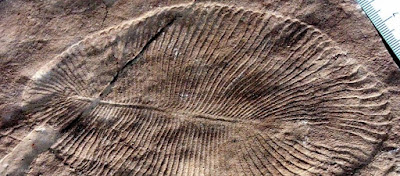 Η απίστευτη ανακάλυψη πάνω σε απολίθωμα ζώου που έζησε πριν από 558 εκατ. χρόνια  