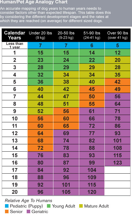 Dog Years Age Chart