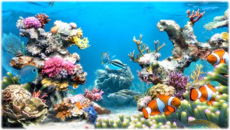 Sim Aquarium - Phần mềm tạo bể cá 3D trên màn hình