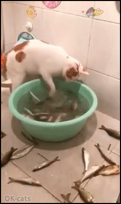 Crazy Cat GIF • Weird cat playing with fishes turning them in a basin. “Excuse me, what are you doing?” Crazy Cat GIF • Weird cat playing with fishes turning them in a basin. “Excuse me, what are you doing?”