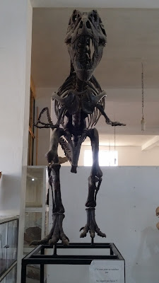 Fósiles de Erfoud Fósiles de Erfoud