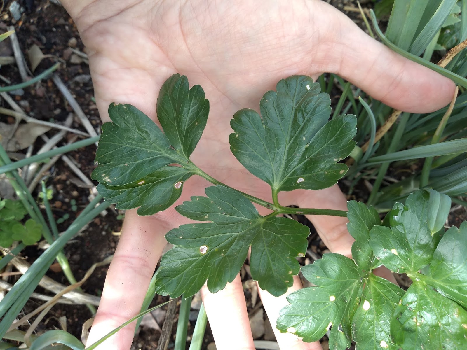Mudflower What Does Parsley Root Taste Like