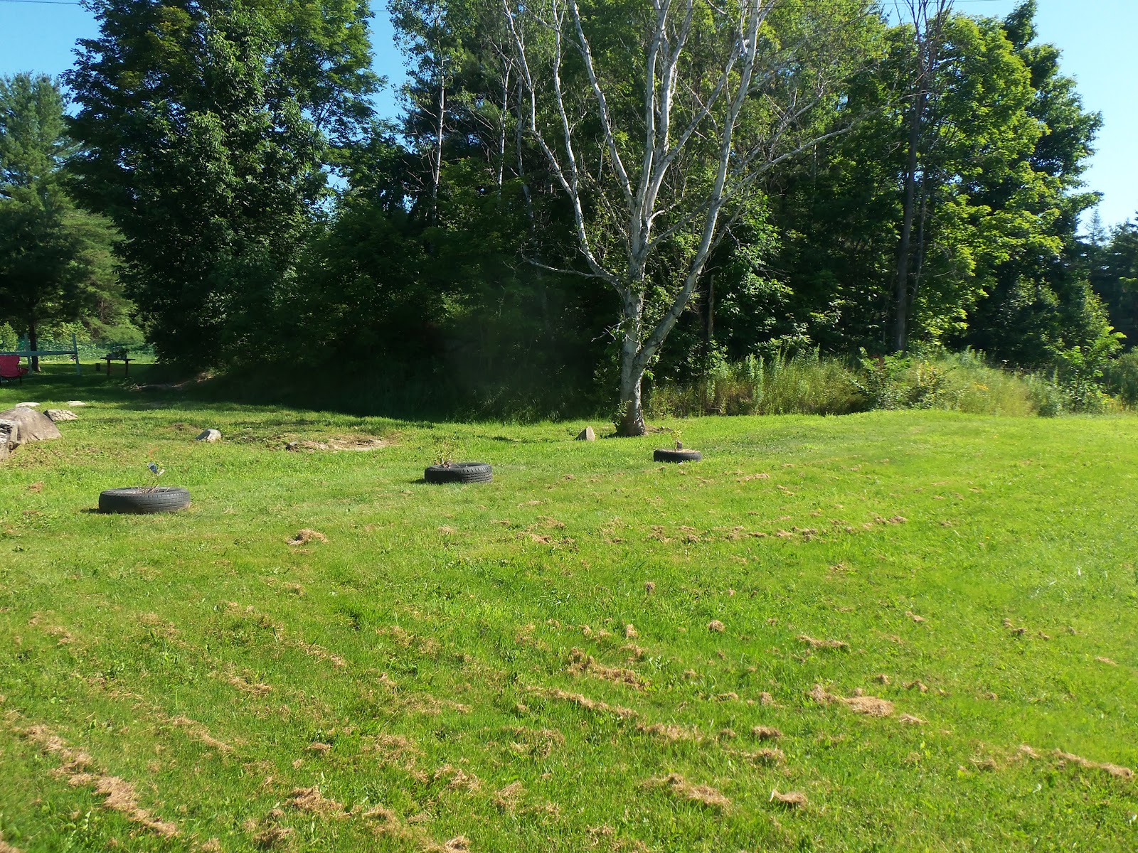 Homegrown Lifestyle: Blueberries :)