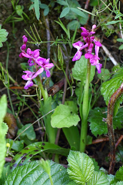 spotted orchid