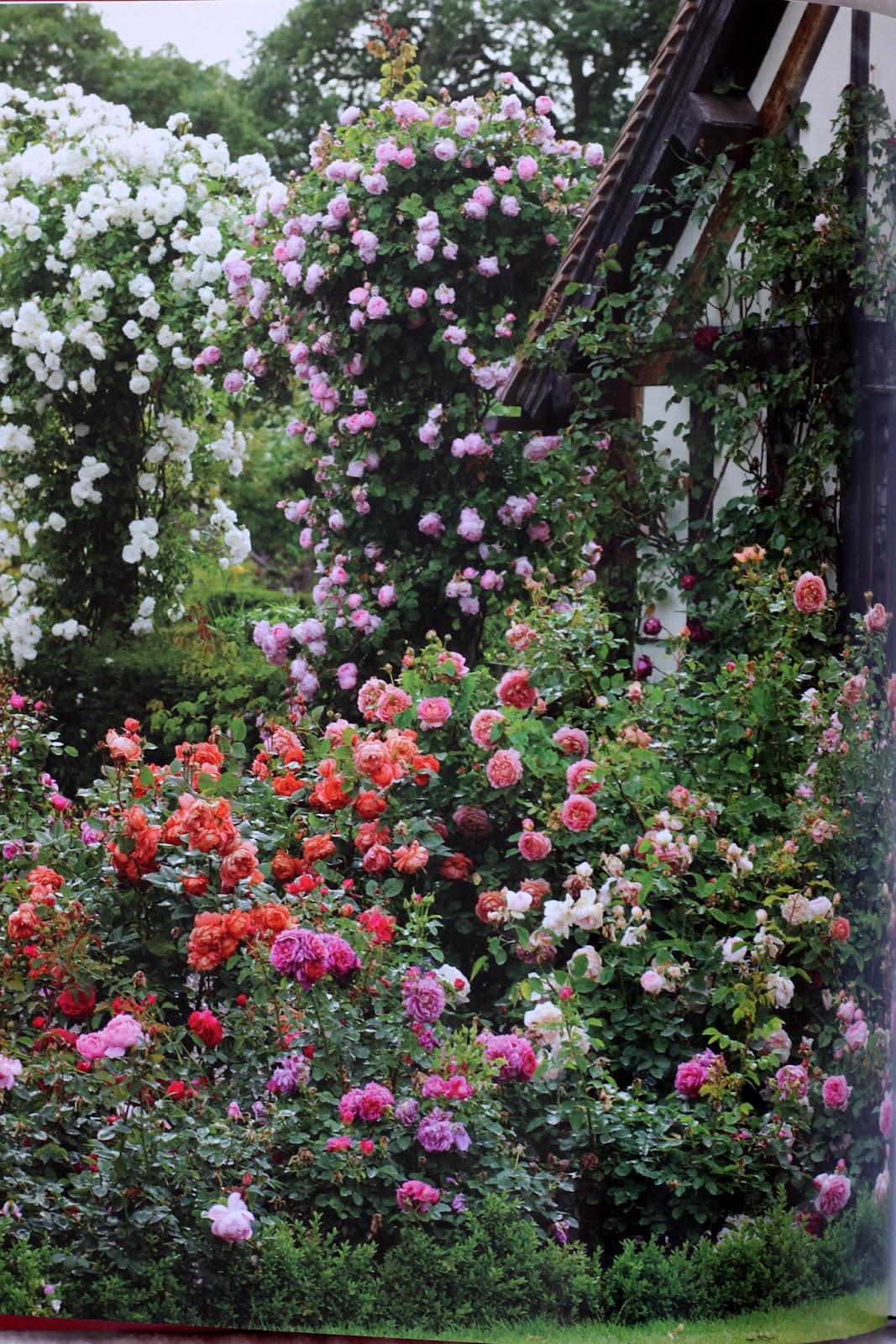 Aiken House & Gardens: David Austin English Roses