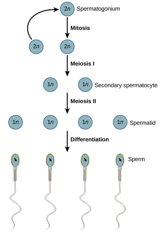 Proses Spermatogenesis Pada Manusia