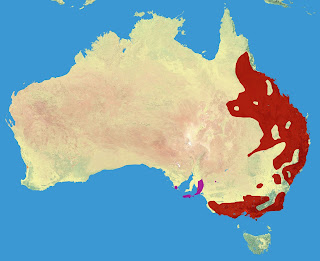 Koalaların dağılım haritası