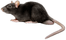 rat