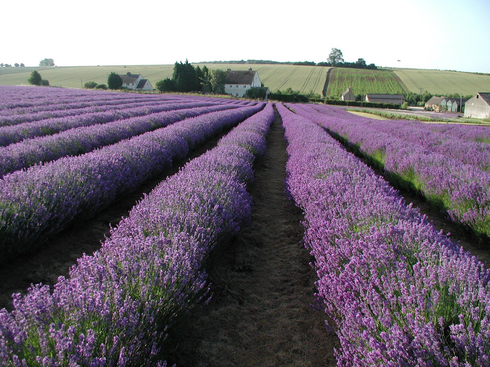 Herbs Around the Home Lavender Gluten Free SCD and Veggie