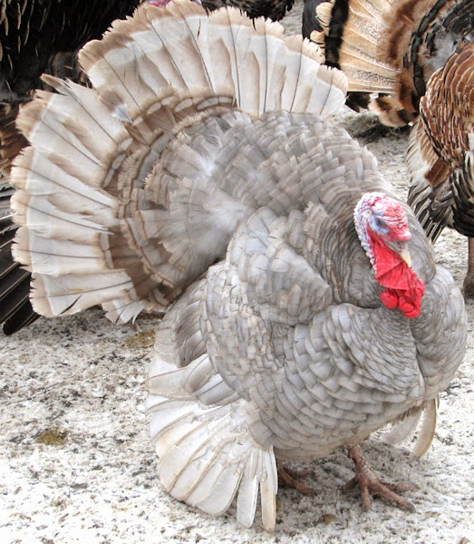 Blue Slate Turkey, turkey breeds