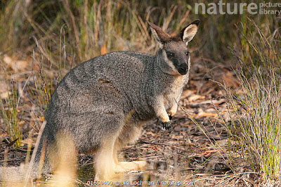 Wallaby occidental del matorral (Macropus irma)