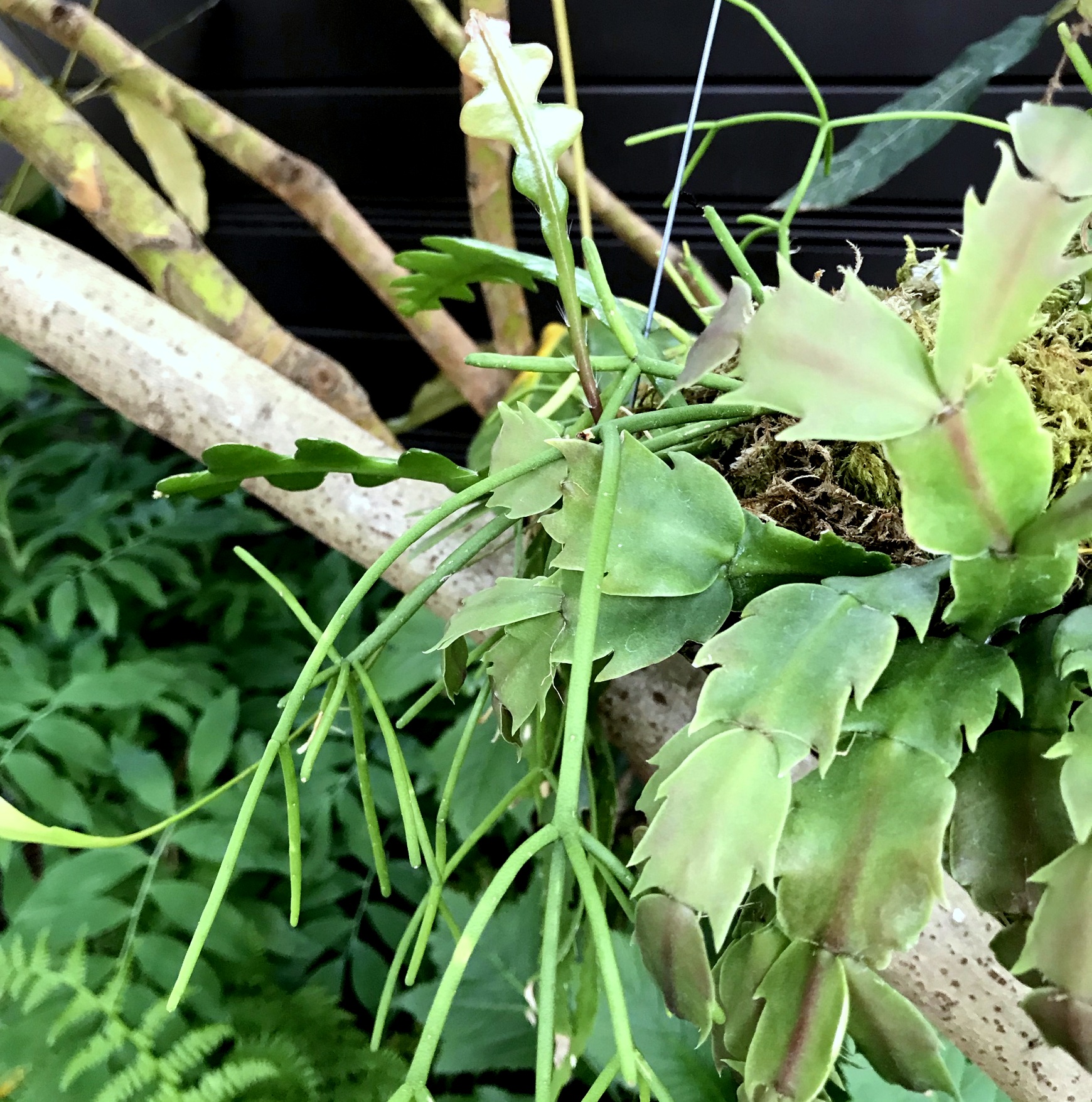 danger garden Hanging pie plate, V3.0