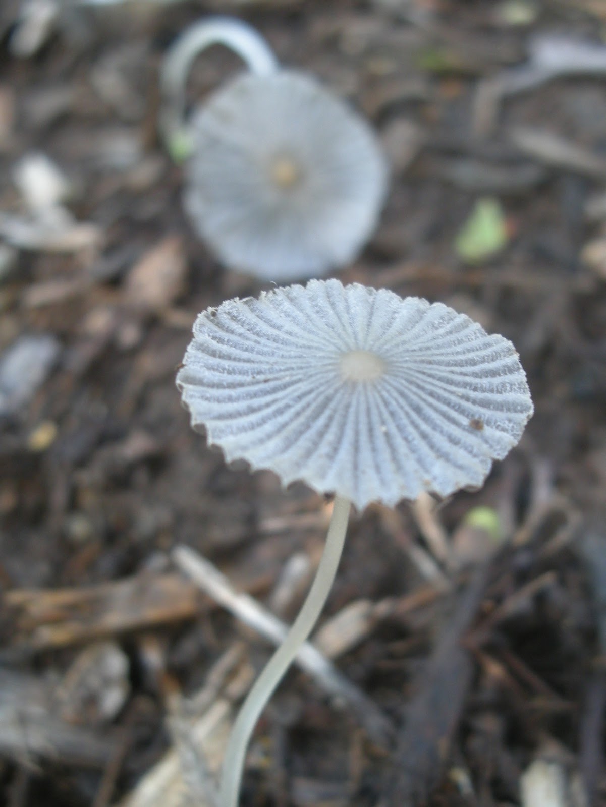 The Wonder, the Weeds and the Why in an Austin garden The Rain Brought