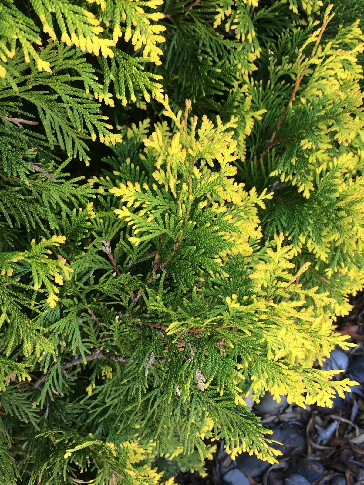 Thuja occidentalis 'Yellow Ribbon' - Iseli Nursery