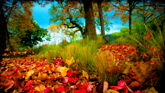 Nature wallpaper with leaves