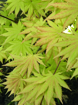 Acer shirasawanum Aureum Fullmoon Maple by garden muses-not another Toronto gardening blog