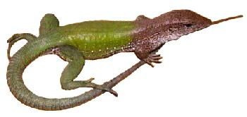 Calango-Verde (Ameiva ameiva) Calango-Verde (Ameiva ameiva)