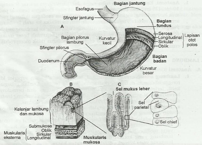 Anatomi Lambung, Fungsi Lambung dan Sekresi Lambung