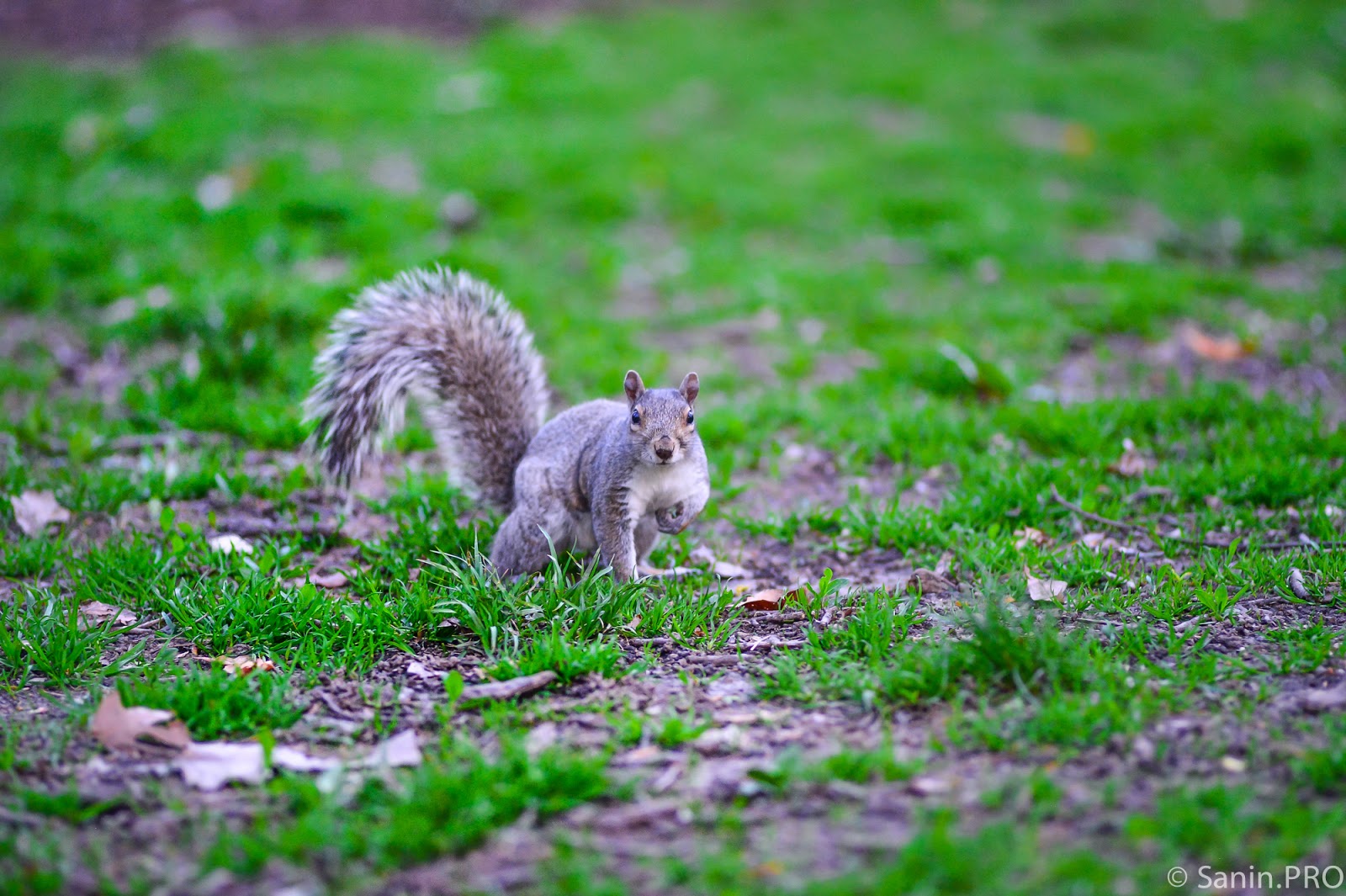 Животные рославля. Белка и бордюр. Белка с блоком. Белка в экономике. Белка какая краска.