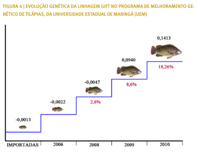 TILÁPIAS TEM PROGRAMA DE MELHORAMENTO GENÉTICO EM CURSO