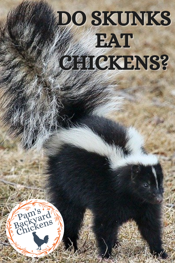 Pam's Backyard Chickens Do Skunks Eat Chickens?