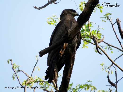 Black kite - Milvus migrans