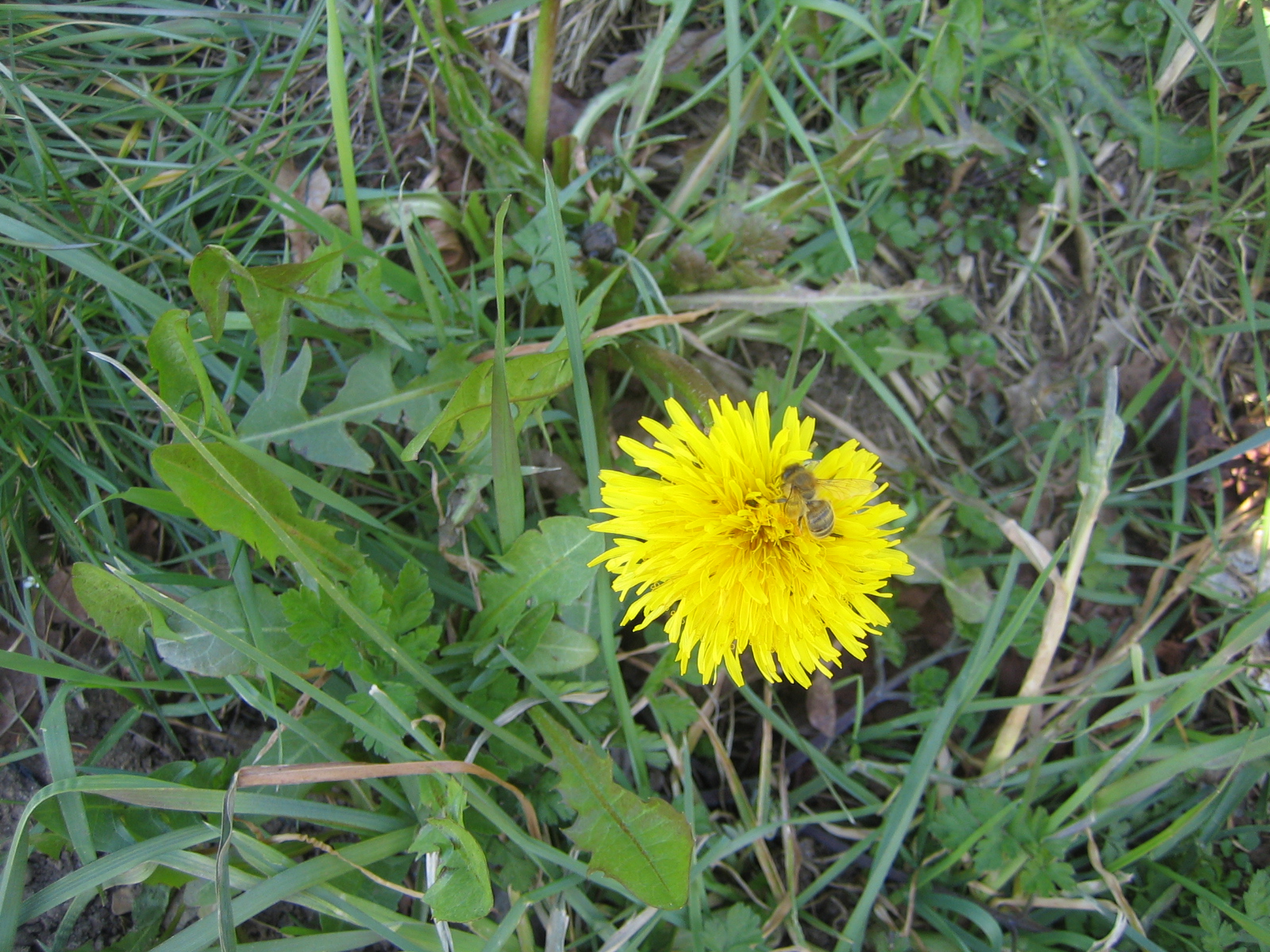 Löwenzahn Löwenzahn Fängt Ganz Klein Zu Wachsen An Hufrehe-Blog: Löwenzahn