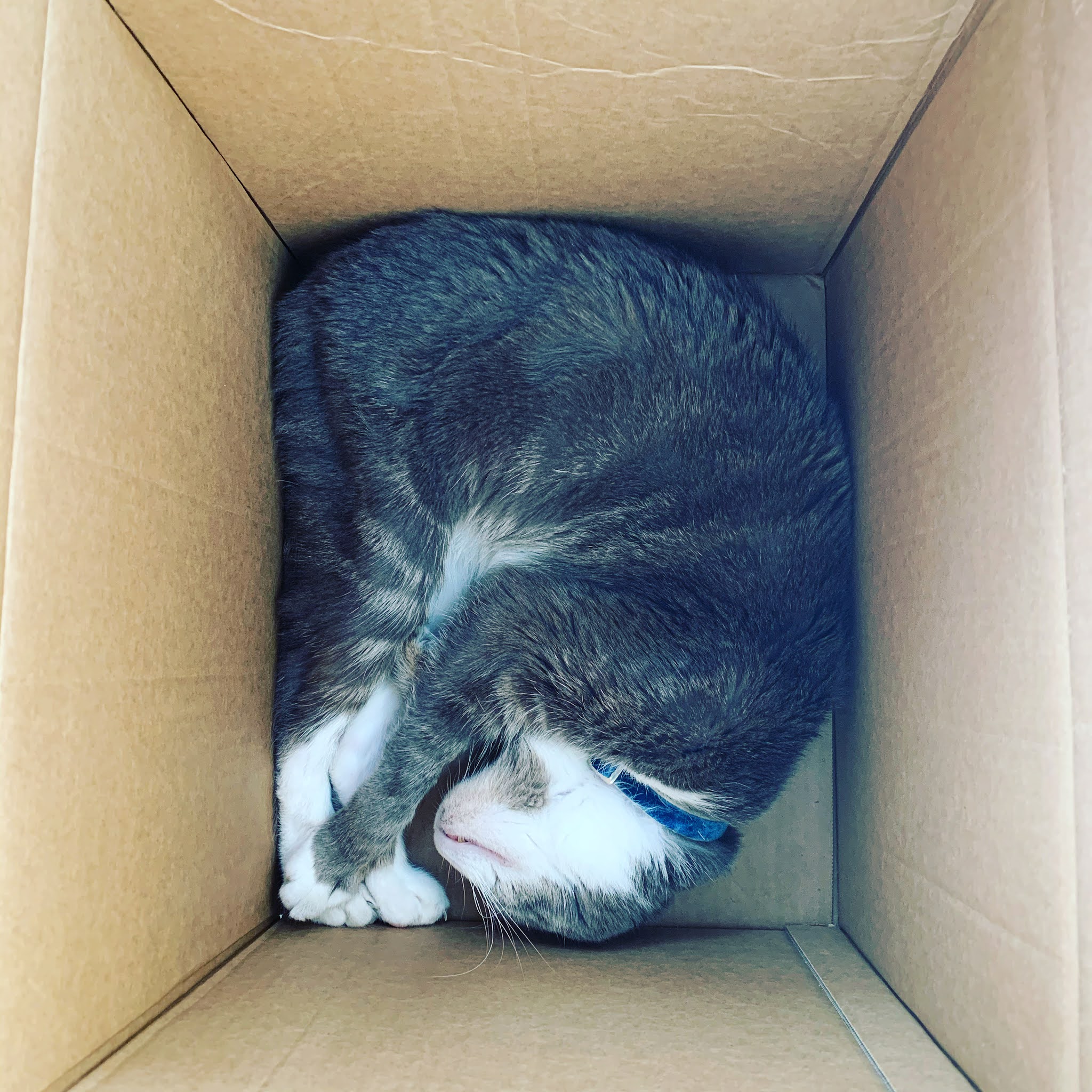 Getting Your House Ready For A New Cat