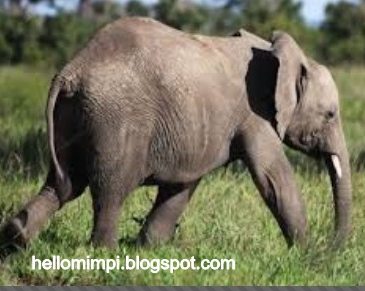 6+ Arti Mimpi Lihat Hewan Disembelih