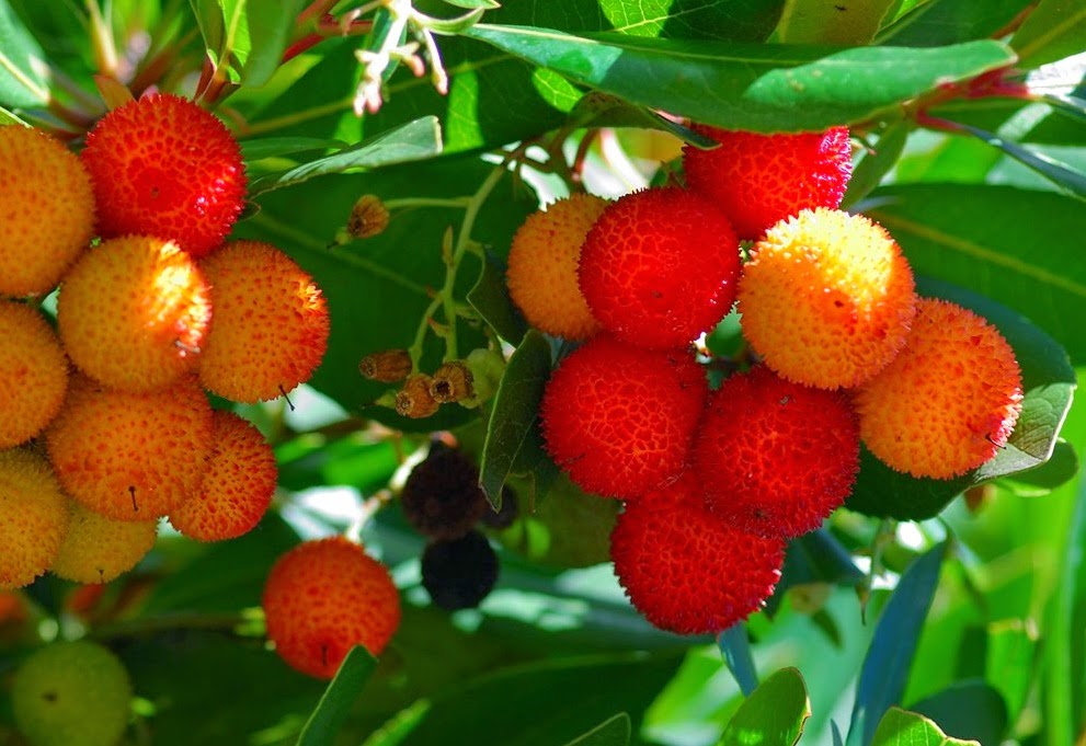 HOW TO GROW THE STRAWBERRY TREE FROM SEED The Garden of Eaden