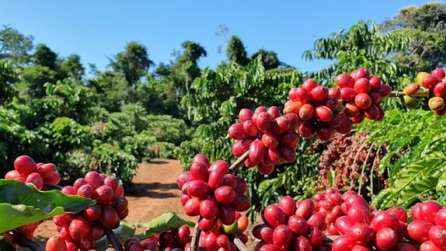 Cafés recebem certificado ‘livre de resíduos de agrotóxicos’ em Alto Alegre dos Parecis, RO