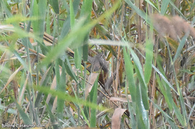 Cotxa blava (Luscinia svecica)