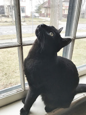 He was trying to eat the spider plant overhead