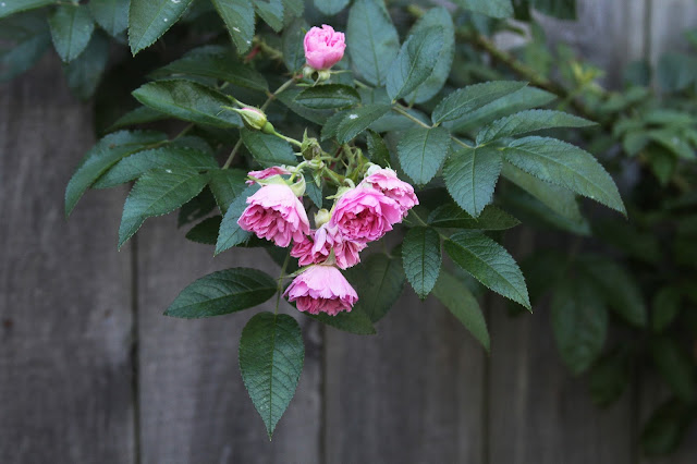 roses, rosa rugosa, pink grootendorst, autumn, garden, Anne Butera, My Giant Strawberry