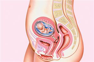 Hamilelikte 8 Hafta O Artik Bir Fetus Onedio Com
