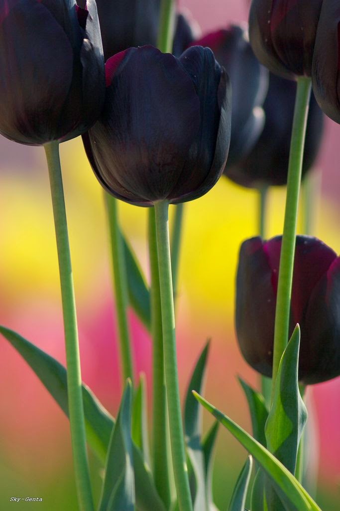 Цвет черный тюльпан. Тюльпан дарк Импрешнл. Тюльпаны марсала. Черный тюльпан. Черный тюльпан цветок.