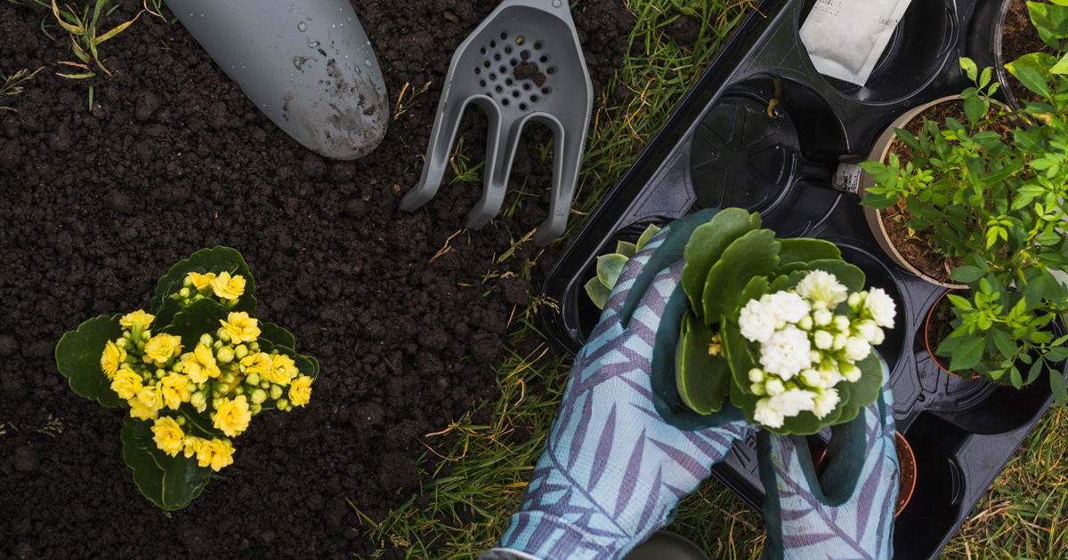 Noel S Garden Blog We Have The New Perennials But Where Is The