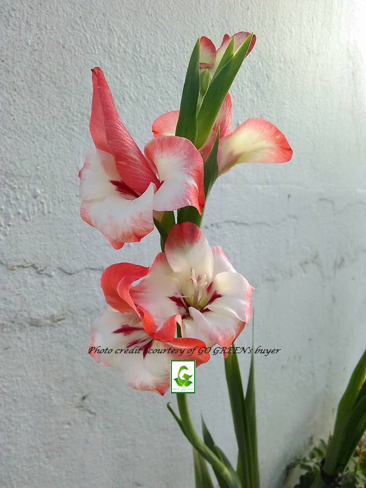 Seeds For Sale Online GLADIOLUS bulbs for sale
