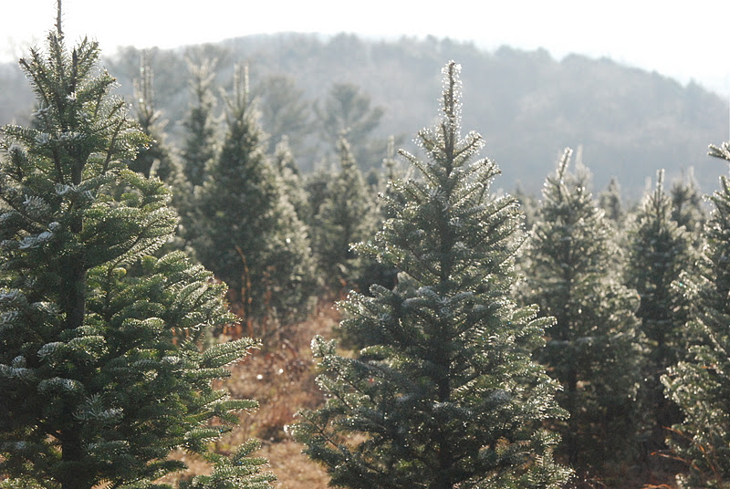 Wife, Mother, Gardener Christmas tree hunting...
