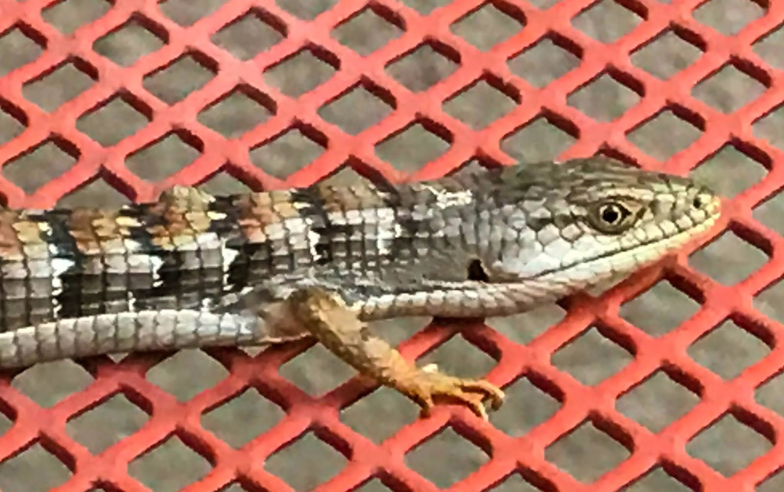Cannundrums San Diego Alligator Lizard