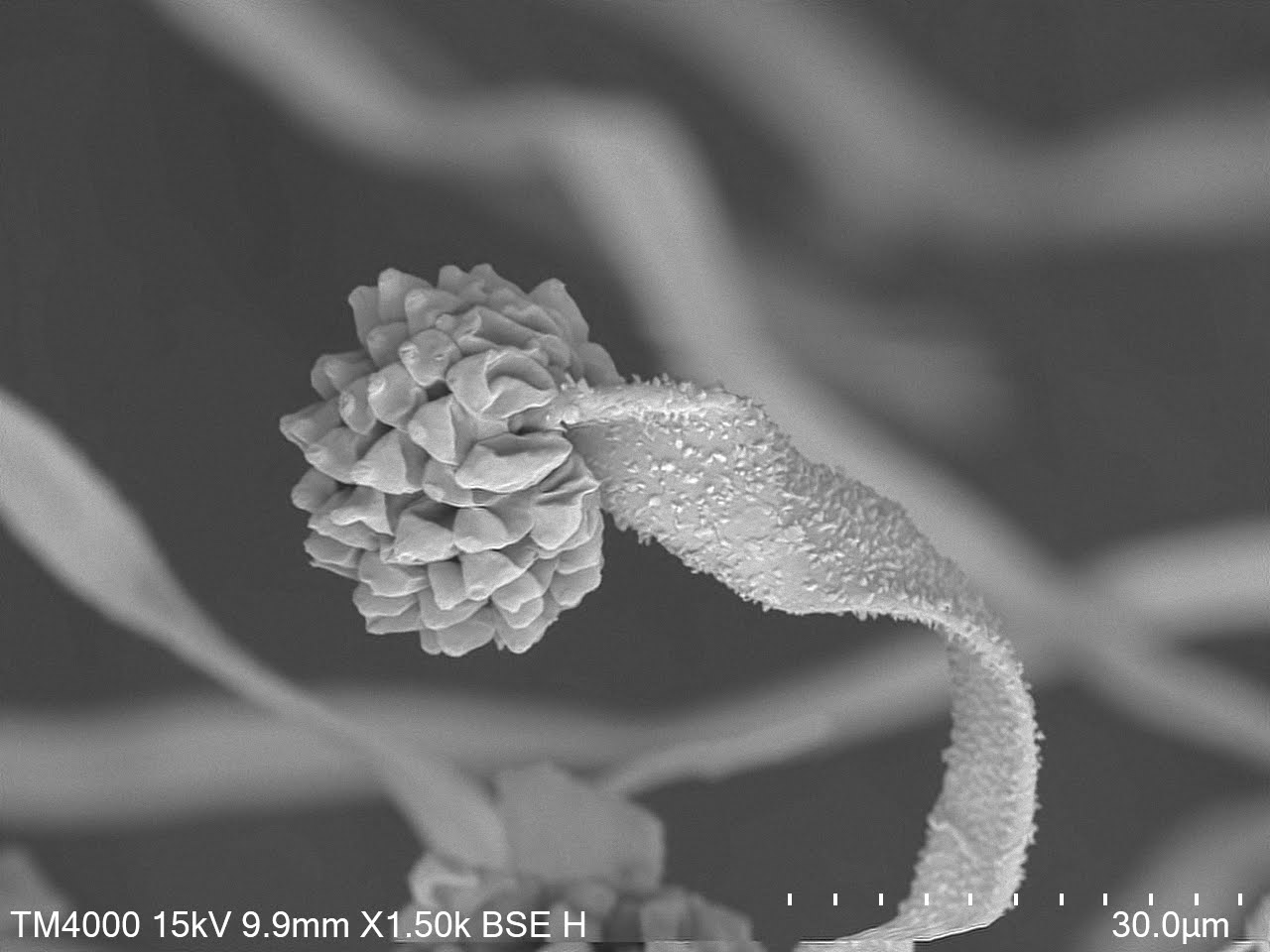SEM Images of Koji the Magic Umami Source