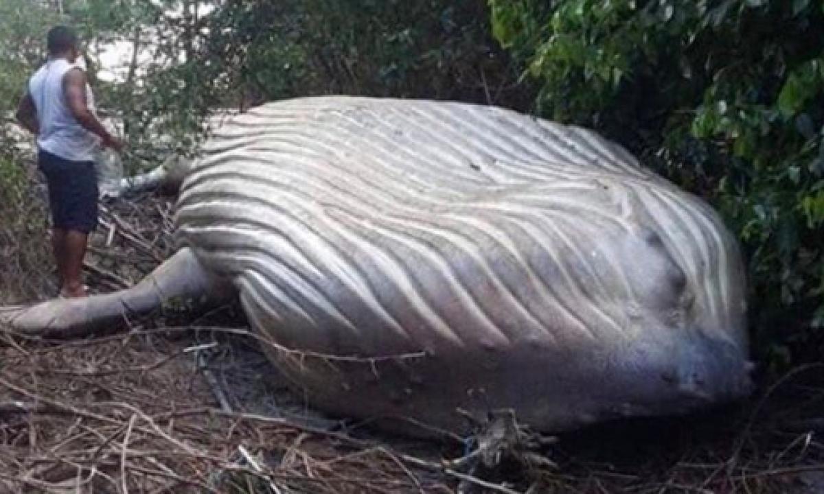 A 10Ton Whale Was Found in the Amazon Rainforest and Scientists Are