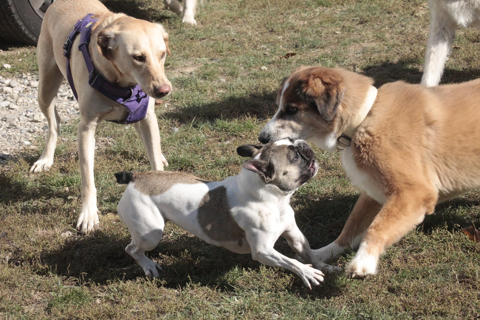 Hunde Abenteuer Land. Tagesbetreuung Ferienbetreuung Zürich Tuesday