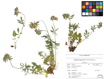 [Botany • 2021] Anthyllis apennina (Fabaceae: Papilionoideae) • A New Species from central Apennine (Italy)
