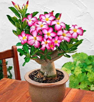 Gambar Bunga Kamboja Merah Gambar Ngetrend Dan Viral