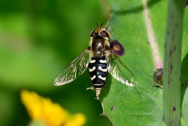 Scaeva pyrastri Scaeva pyrastri