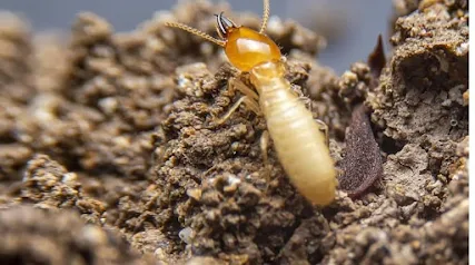 termite control service