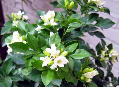 bài thuốc trị tiểu đường